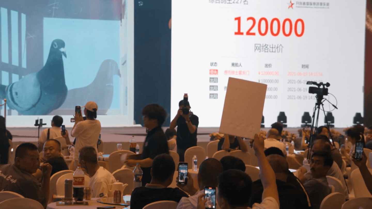 https://viewpoint.pts.org.tw/cms/uploads/large_Million_Dollar_Pigeons_screengrab_002_ea42b5f204.png