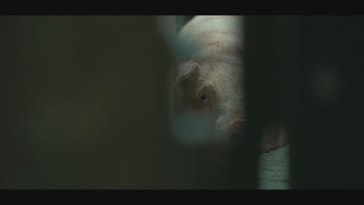 動物工廠揭密