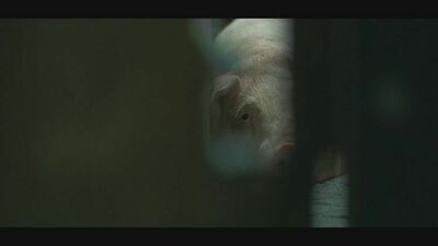 動物工廠揭密